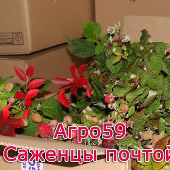 Интернет Магазин Саженцы Почтой